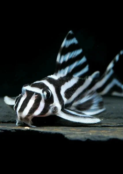 L Number Plecos