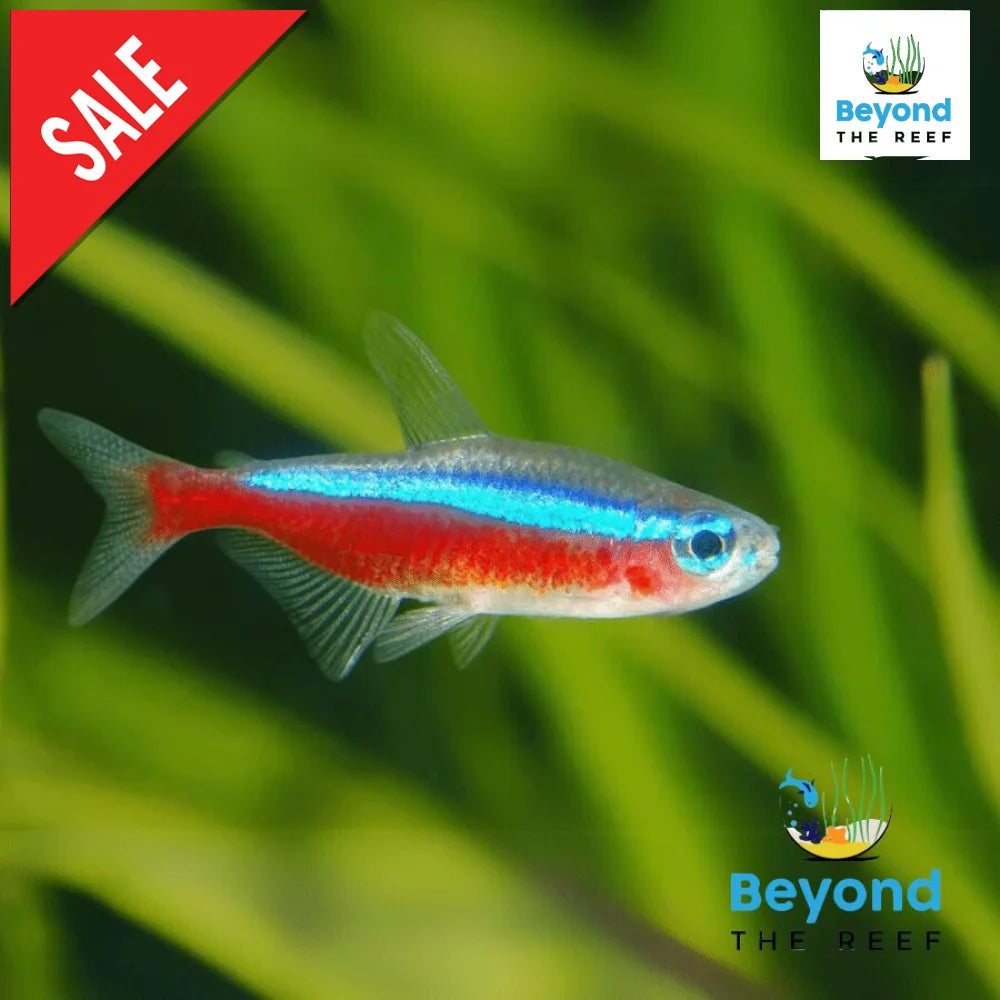 X30 Neon Tetra Medium