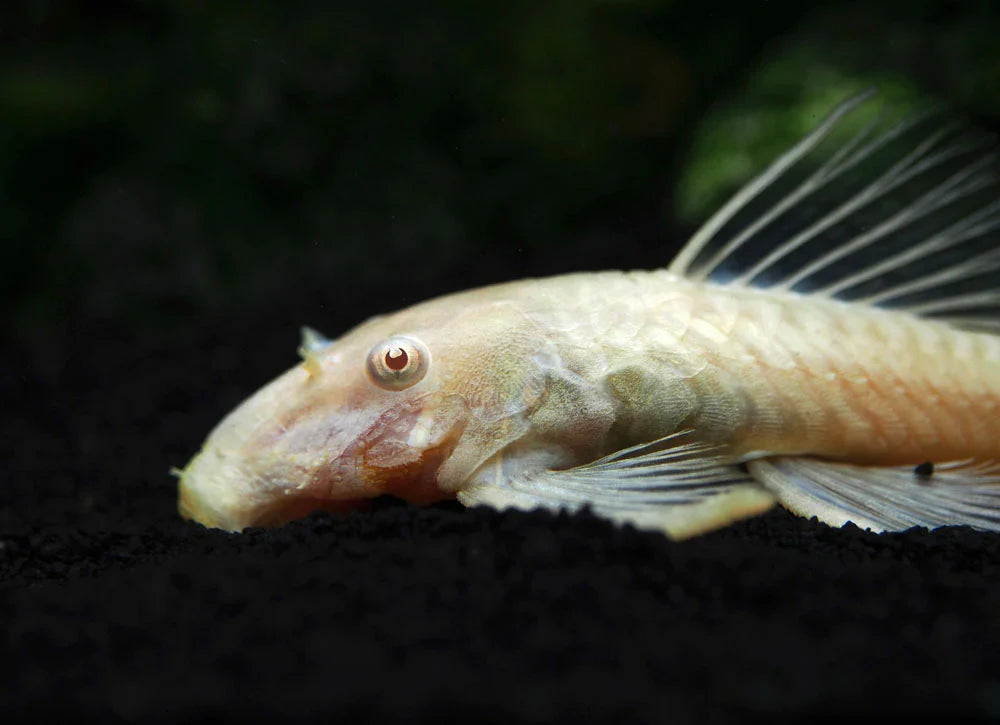 Bristlenose Catfish