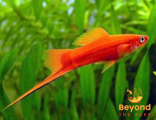 Swordtails
