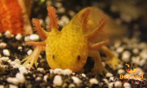 Axolotl