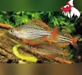 Australian New Guinea & Other Rainbow Fish