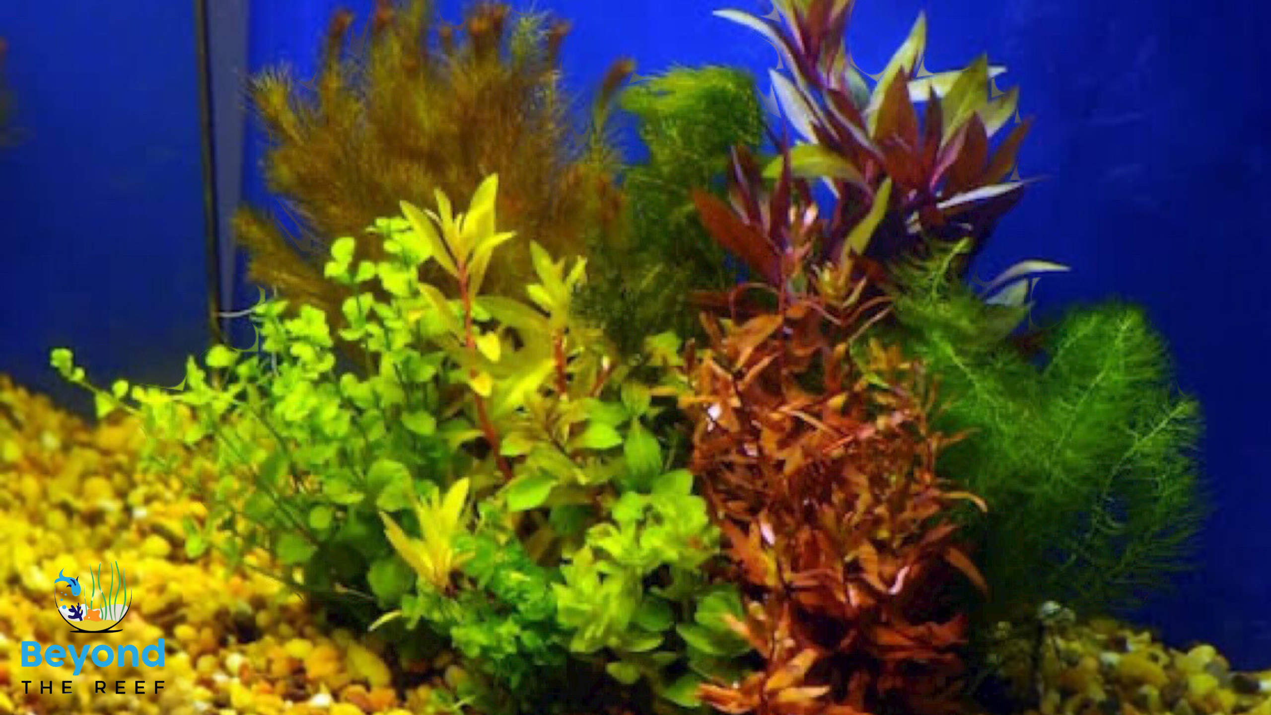 Aquatic Plants