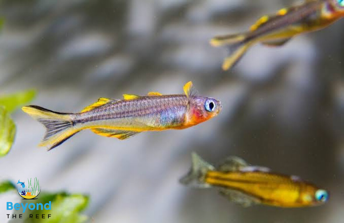 Beyond The Reef Aquariums 