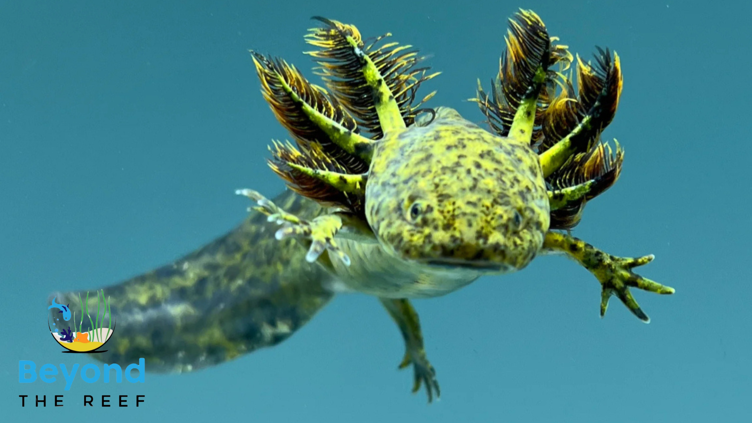 Fish Tank Mexican Walking Fish Pet Axolotl Wild- Large