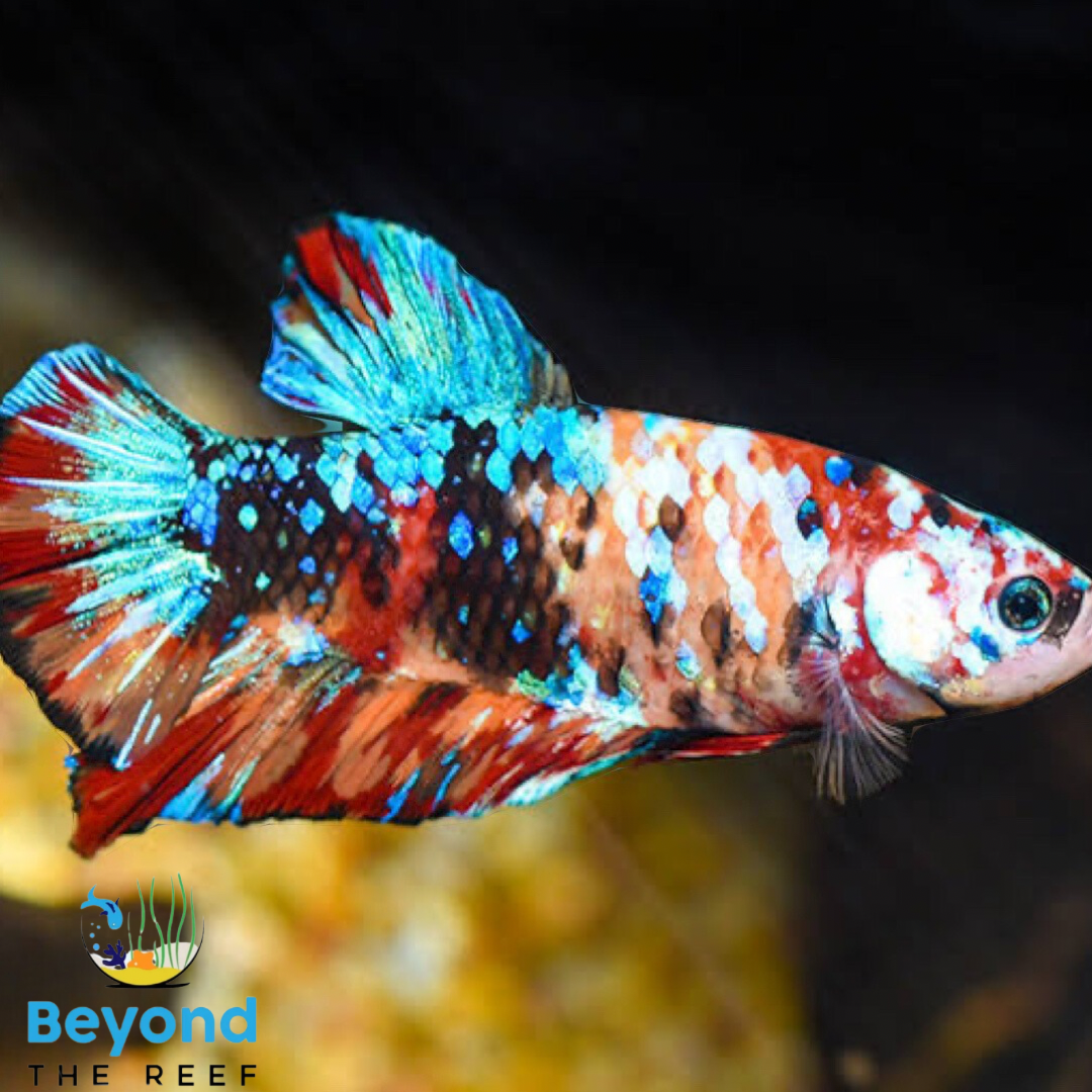 7 fishes betta hot sale