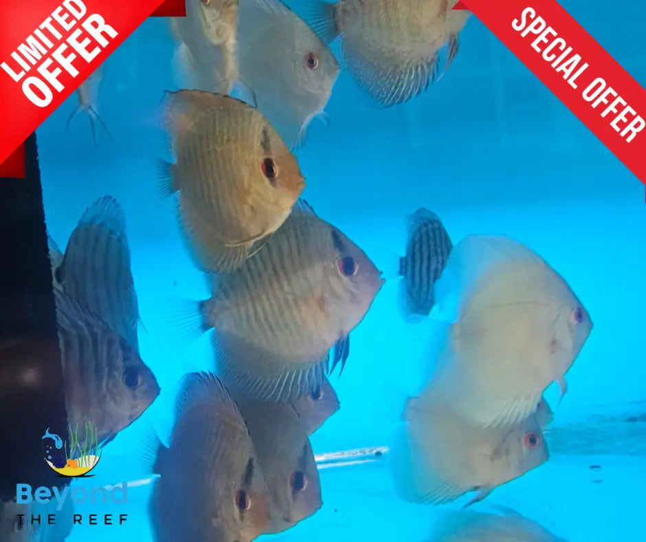 X3 Assorted Discus 5-7cm - Vibrant Colours| Great Addition To Any Aquarium! Beyond The Reef Aquariums