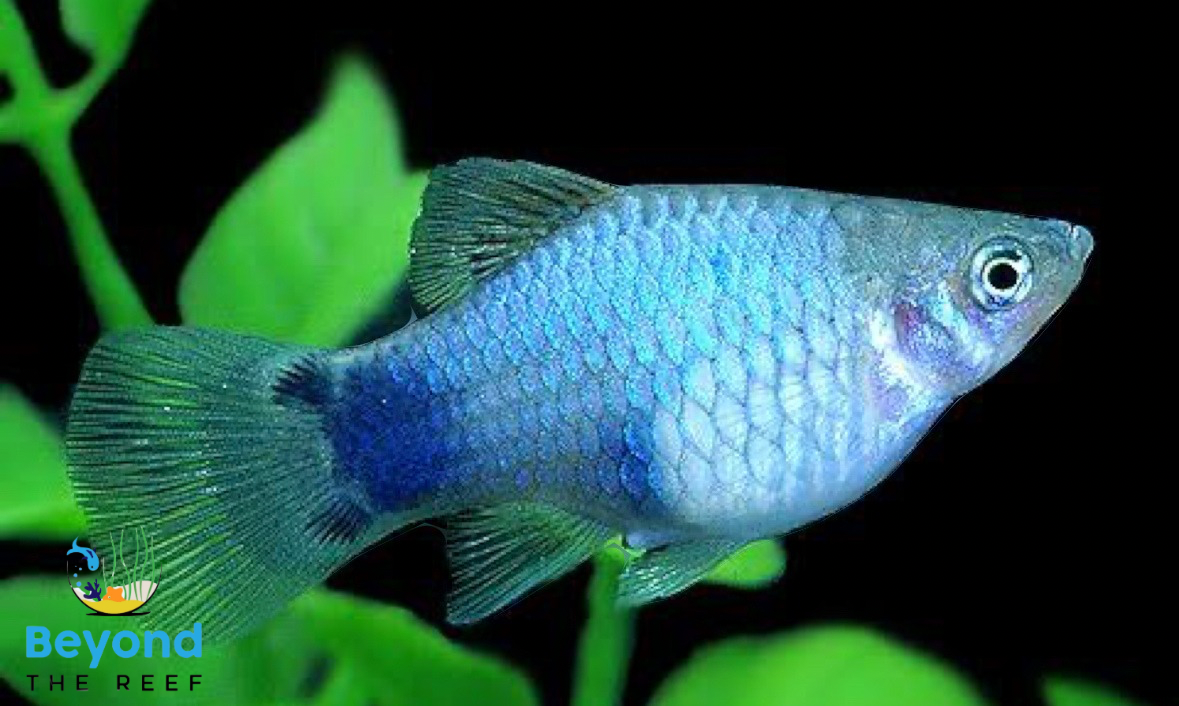 X10 Mickey Mouse Platy Neon Blue 4.5-6.5cm