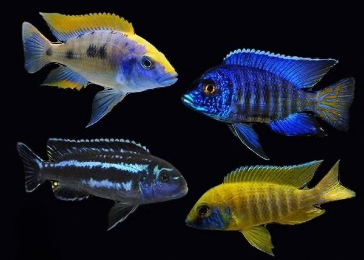 Assorted Peacock African Cichlid 5-7cm