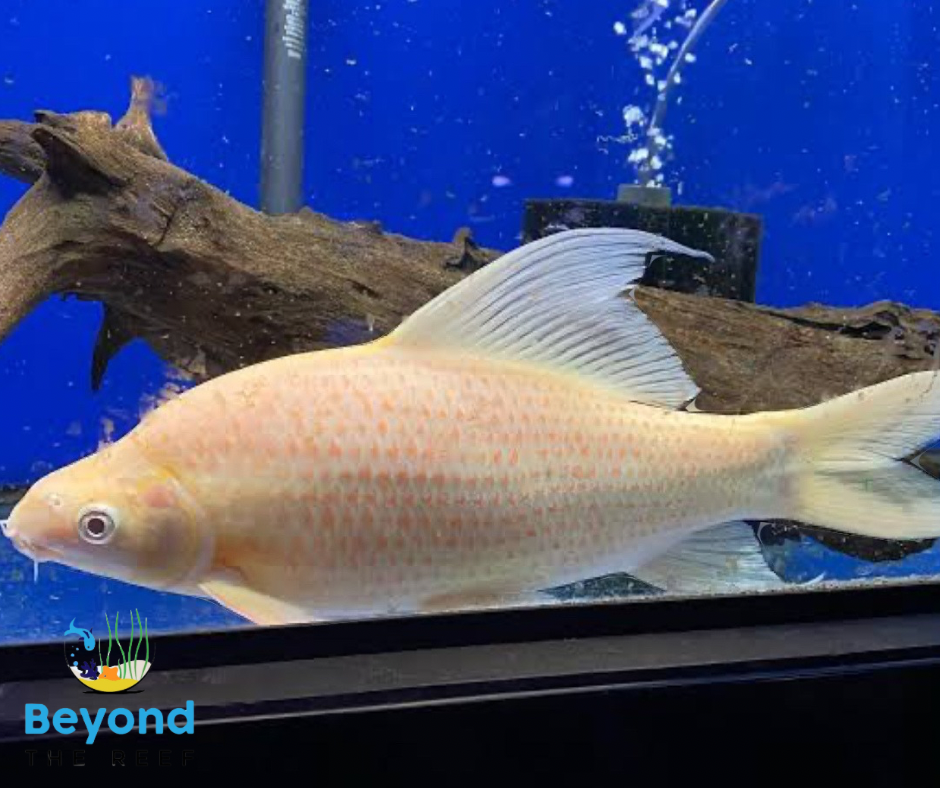 Black Shark Albino 7-9cm