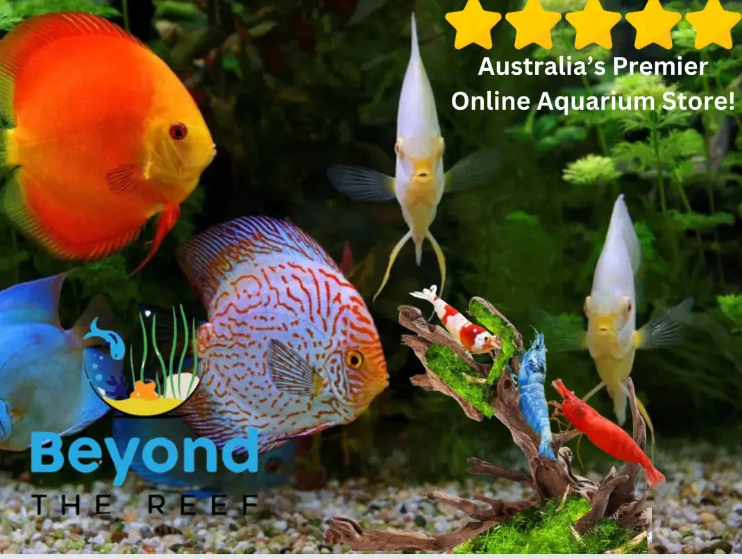 Beyond The Reef Aquariums 