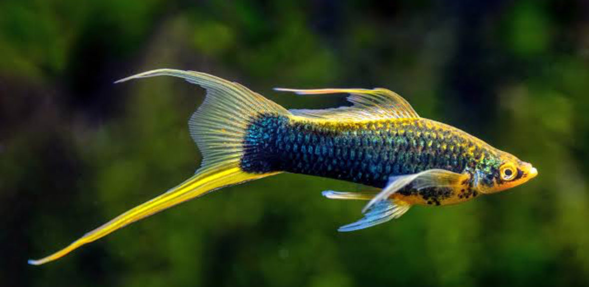 Aquarium Fish Delivered To Your Doorstep Anywhere In Australia