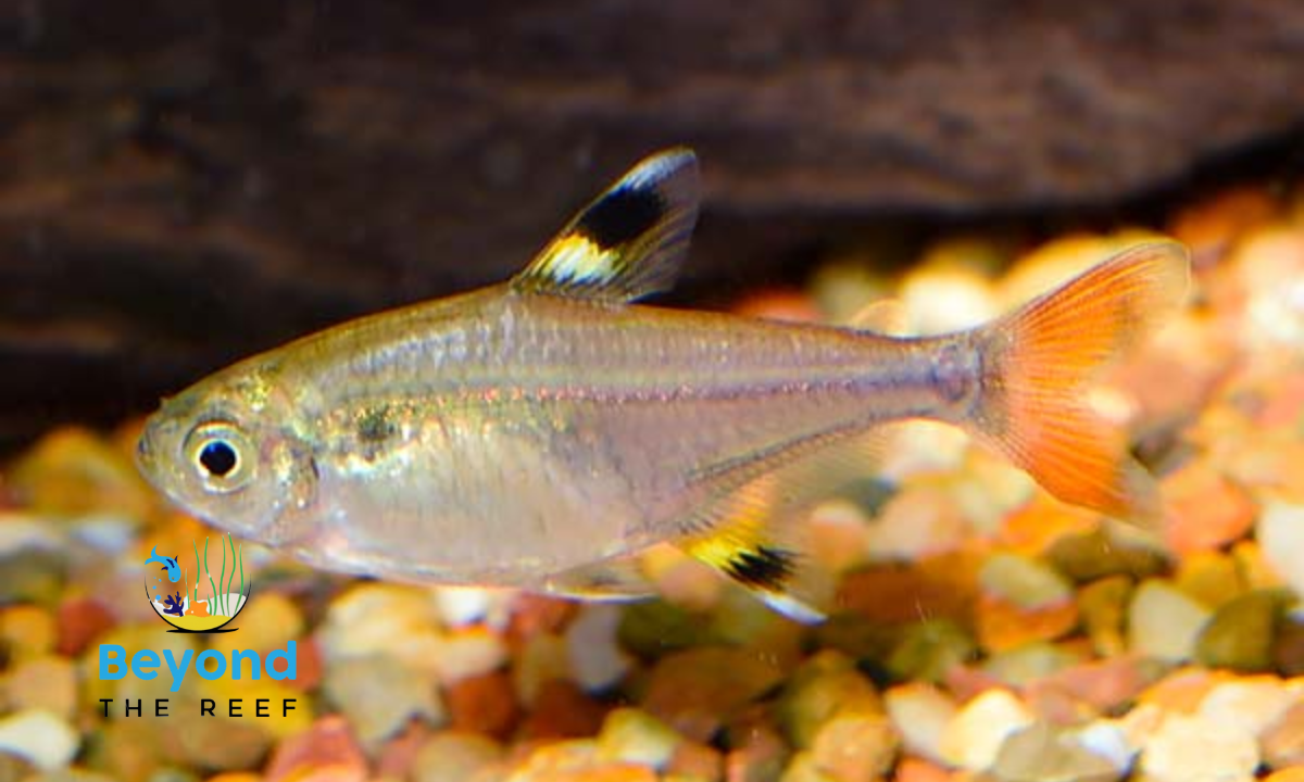 X10 Pristella Tetra - Golden 4-6cm