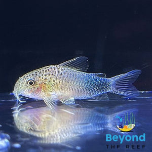 Corydoras - similis - Smudge Spot 3-5cm