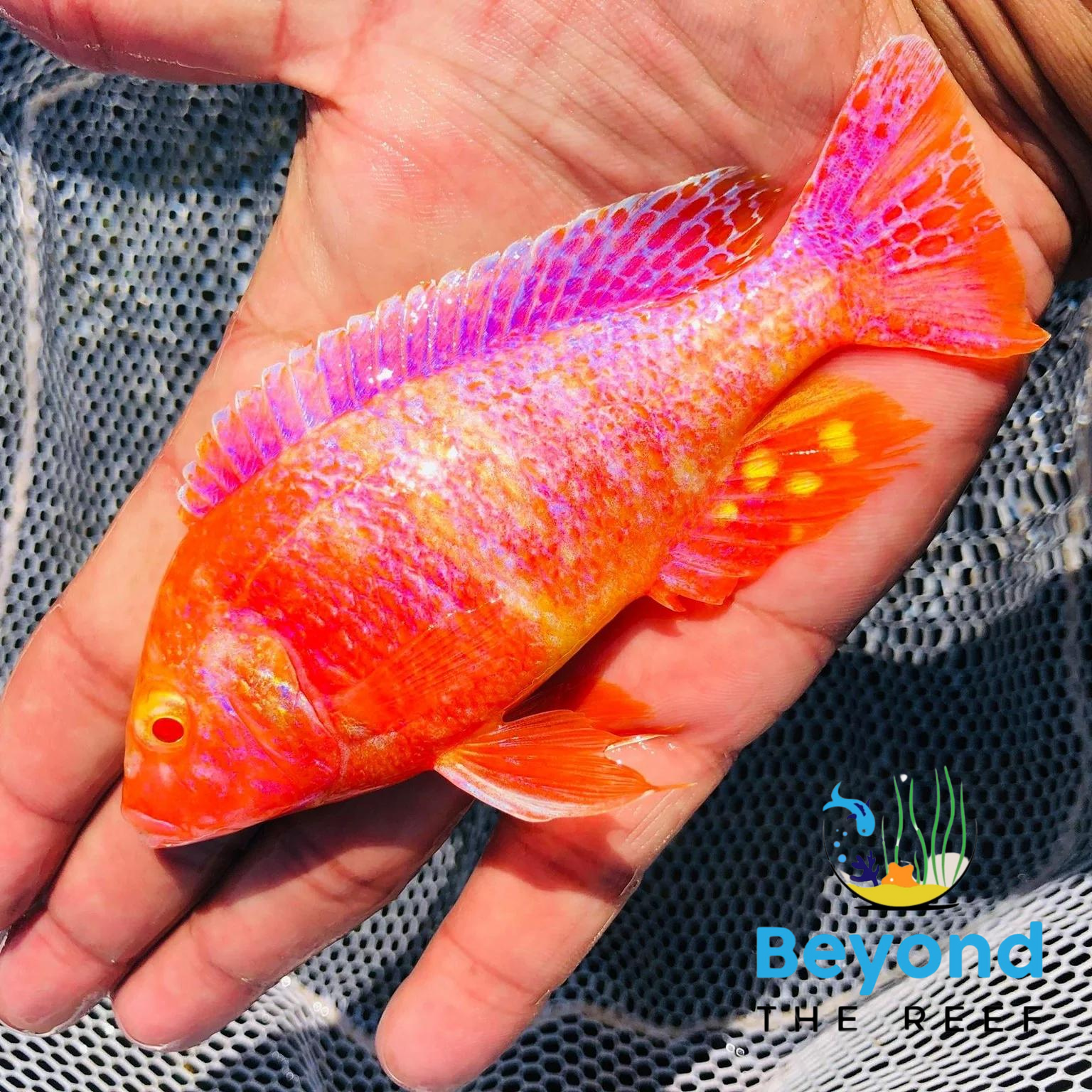 Albino Red Peacock 79cm