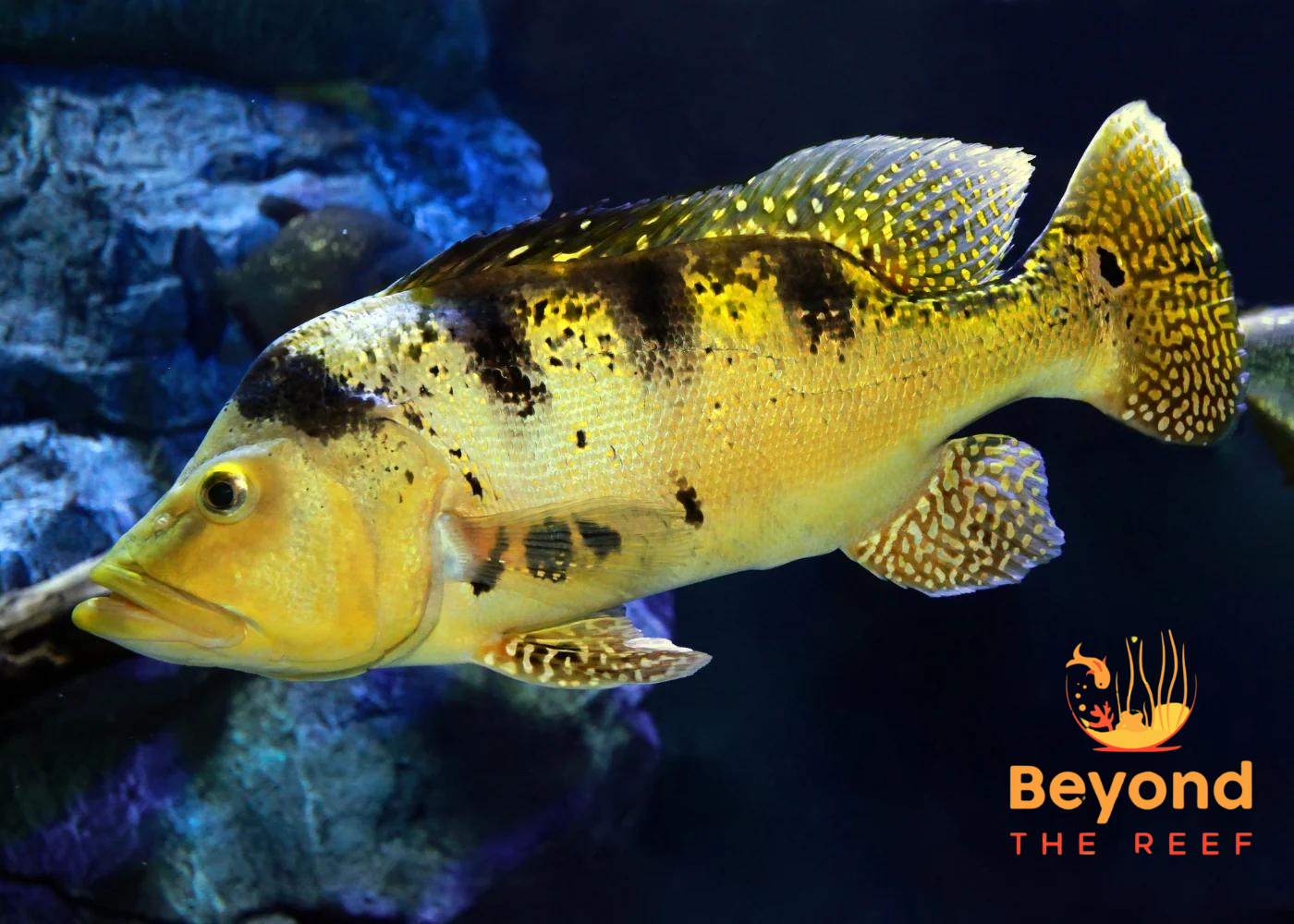 Beyond The Reef Aquariums 