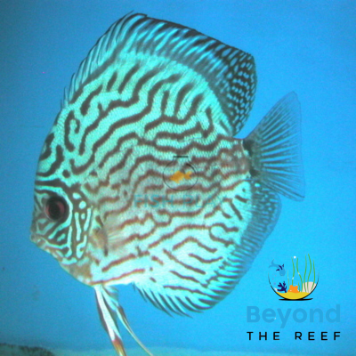 Beyond The Reef Aquariums 