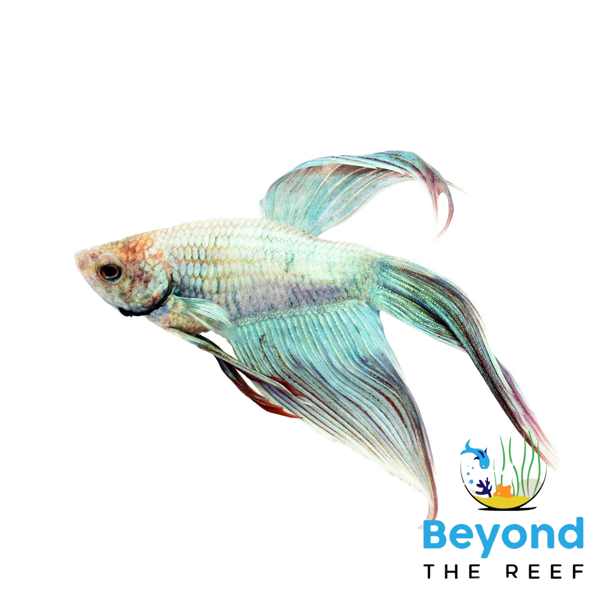 Beyond The Reef Aquariums 