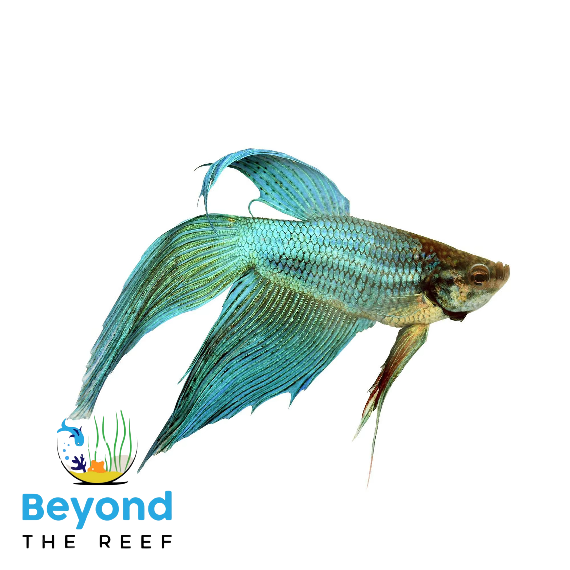 Beyond The Reef Aquariums 