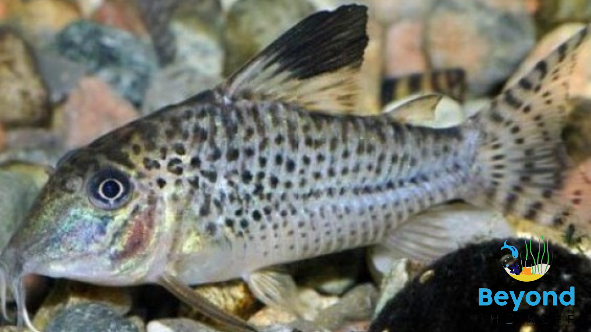 Corydoras - Acutus 4.5-6.5cm