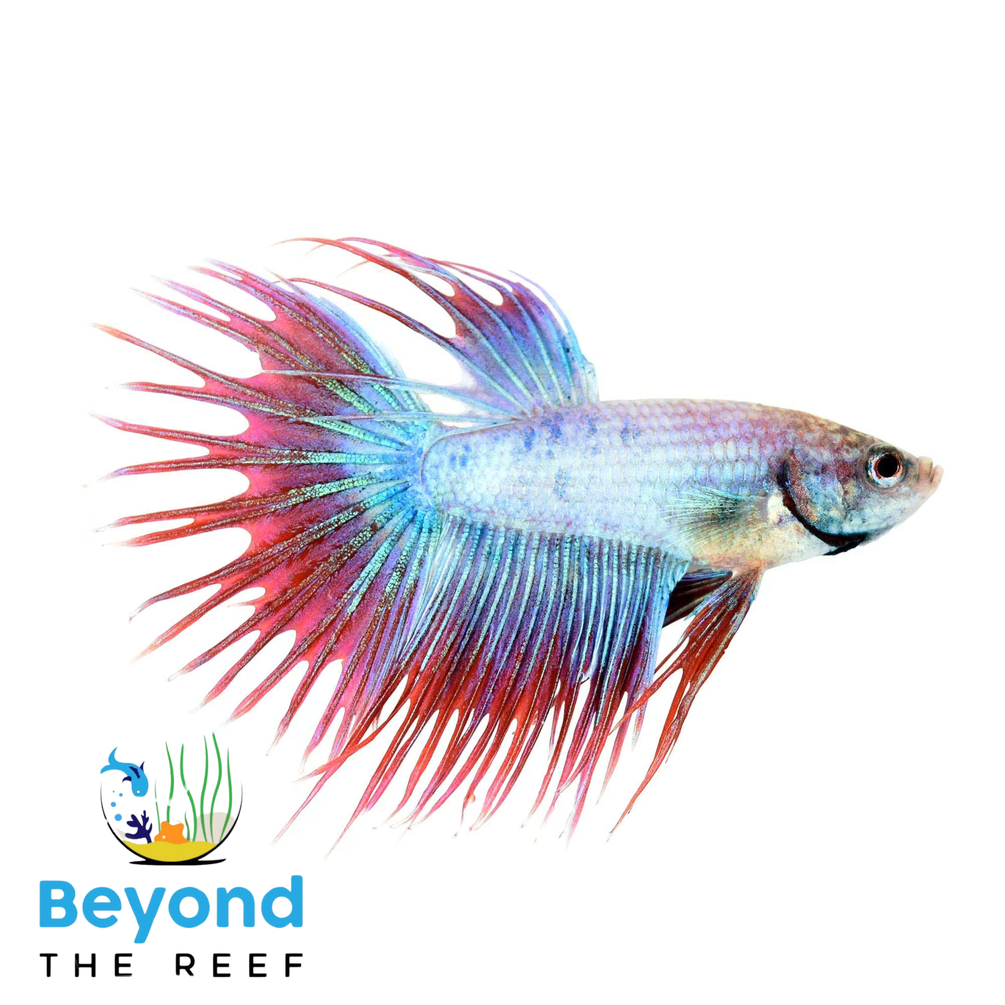 Beyond The Reef Aquariums 