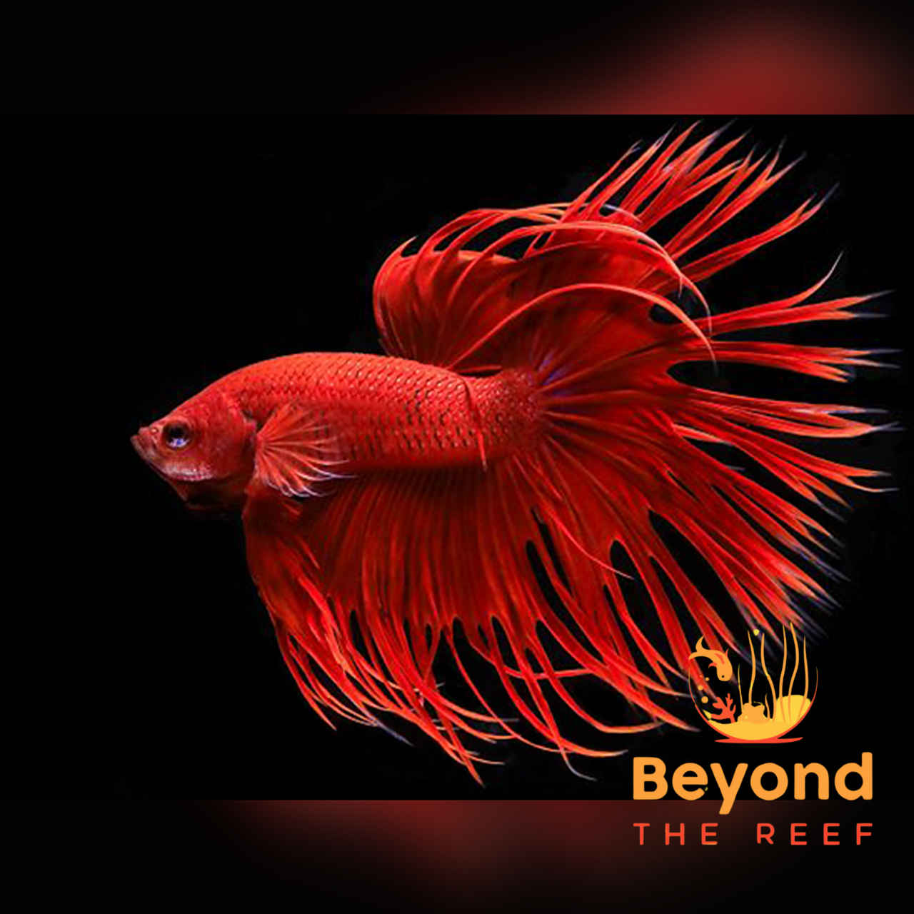 Beyond The Reef Aquariums 