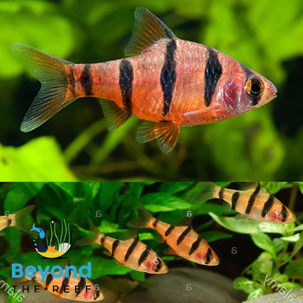 Five Banded Barb 3-5cm