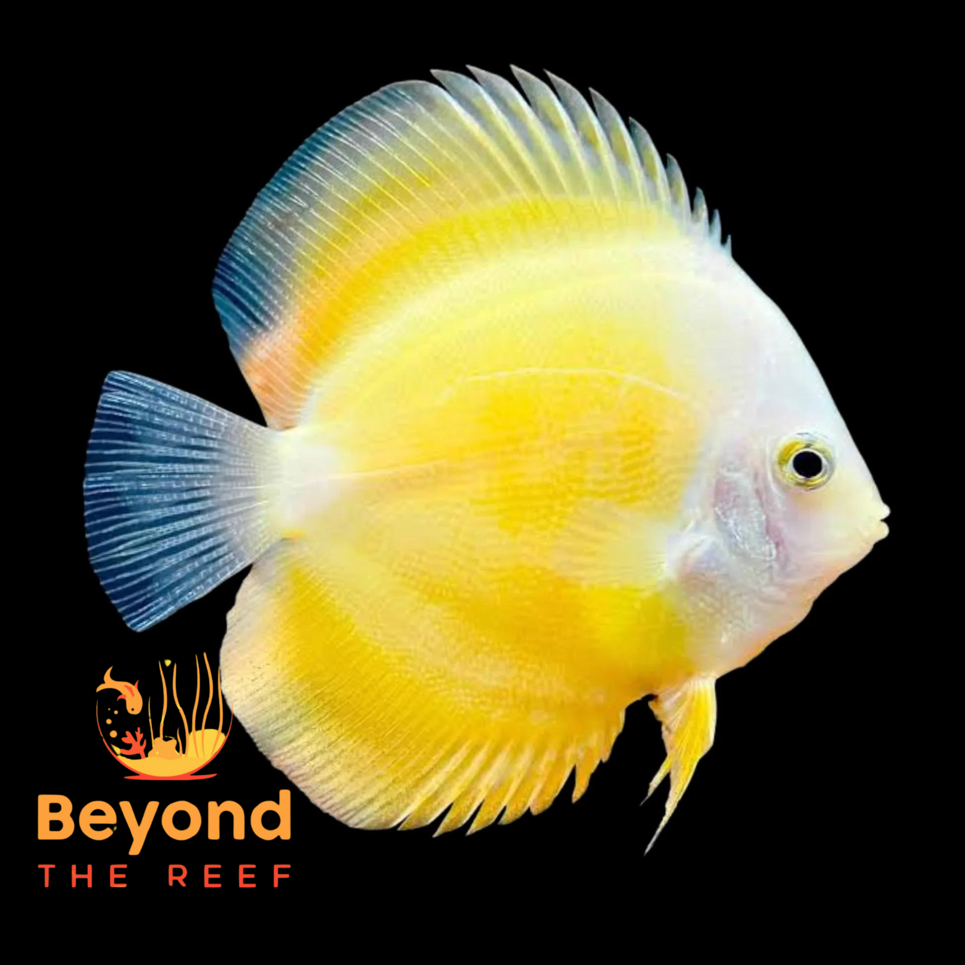 Beyond The Reef Aquariums 