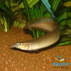 Spiny Eel 20-22cm - Main Image