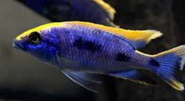 Beyond The Reef Aquariums 